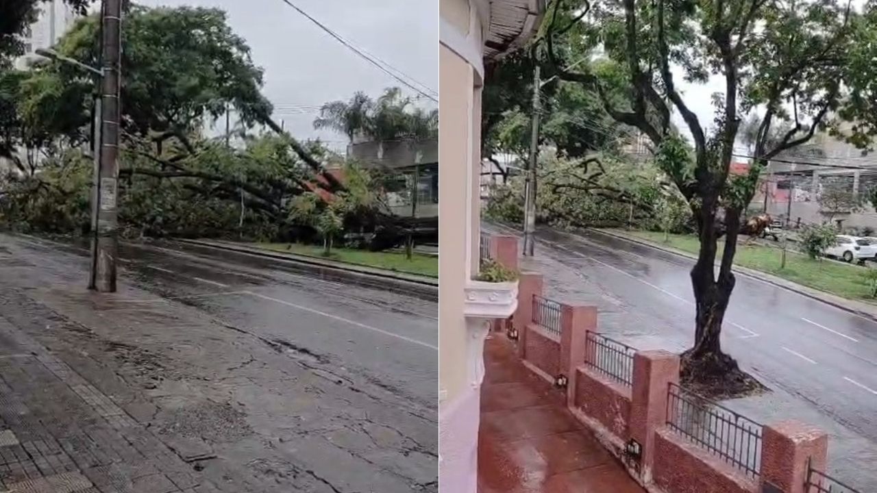 Vídeo: queda de árvore interdita avenida na região Centro-Sul de Belo Horizonte