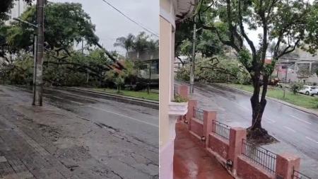 Vídeo: queda de árvore interdita avenida na região Centro-Sul de Belo Horizonte