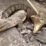 Três crocodilos 'saem do chão' em calçada na Índia e vídeo viraliza; veja  