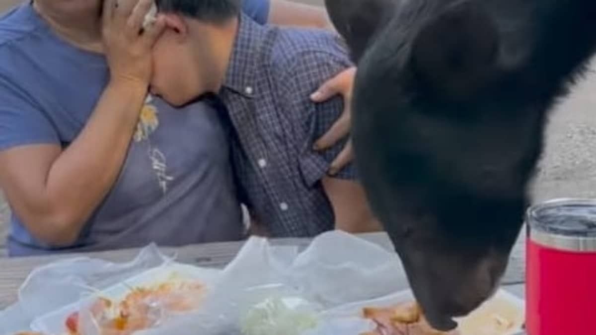 Vídeo: urso invade piquenique em família e pessoas ficam 'paralisadas' de medo 