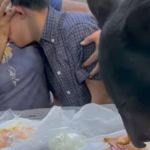 Vídeo: urso invade piquenique em família e pessoas ficam 'paralisadas' de medo 