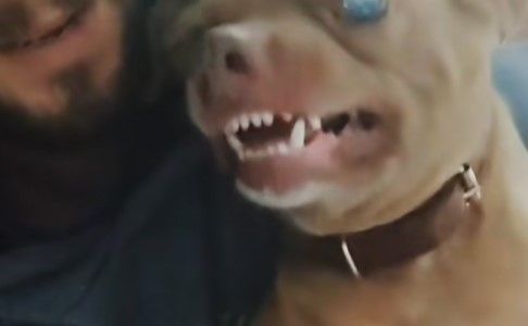 Vídeo: tutor mostra filho de pitbull com pinscher e impressiona: 'Taz-Mania'