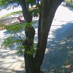 Vídeo mostra assalto a ciclista na Lagoa da Pampulha em BH