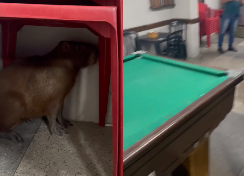 Vídeo: capivara é resgatada em mesa de bar no interior de Minas