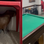 Vídeo: capivara é resgatada em mesa de bar no interior de Minas