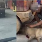 Idoso suspeito de arrastar cadela em Betim tem prisão ratificada e é levado para presídio   