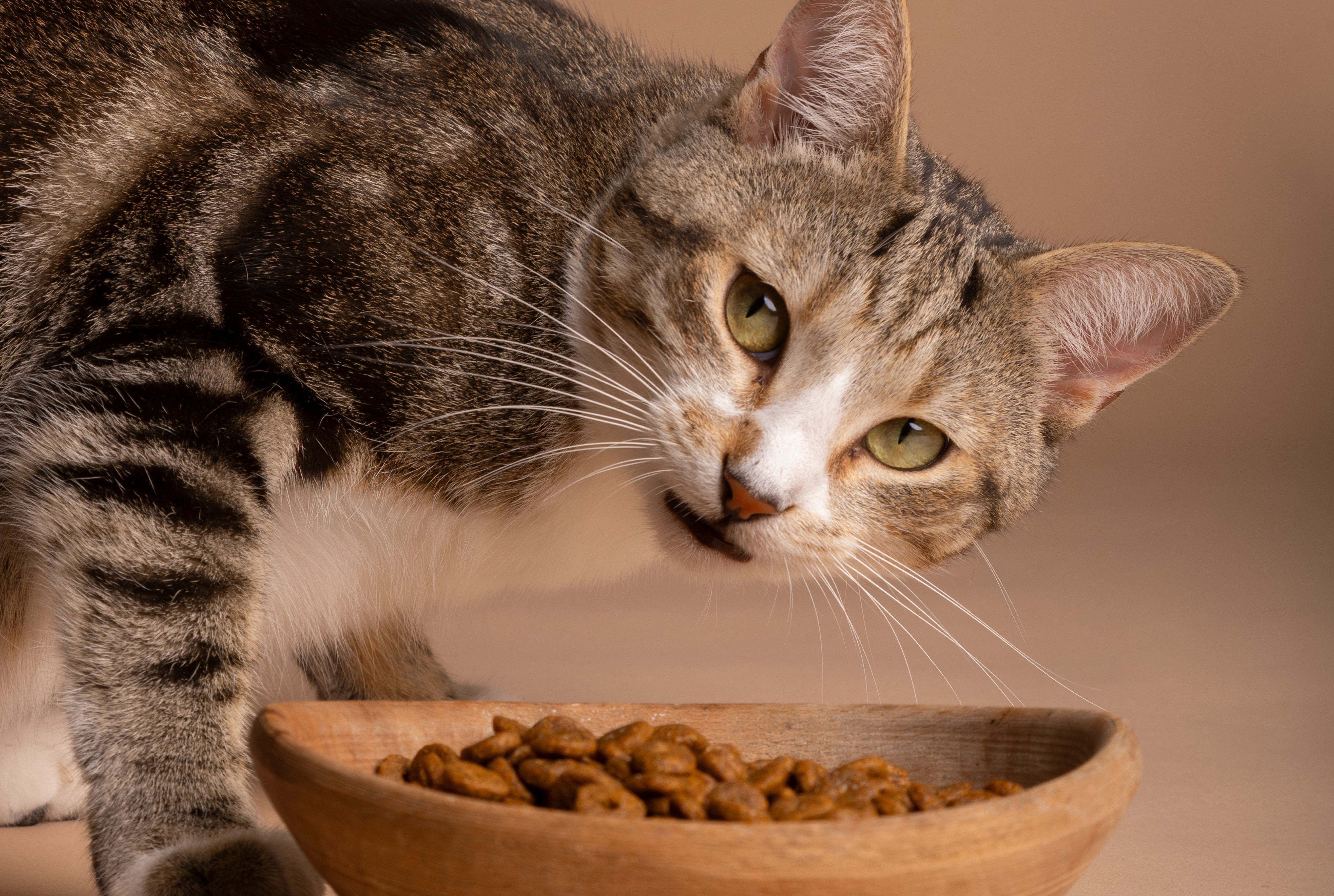 Gatos FeLV positivos podem conviver com gatos FeLV negativos vacinados? Saiba mais