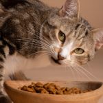 Gatos FeLV positivos podem conviver com gatos FeLV negativos vacinados? Saiba mais