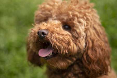Por serem cães híbridos de primeira ou segunda geração, não há garantia genética de que o filhote herdará apenas as melhores características dos pais