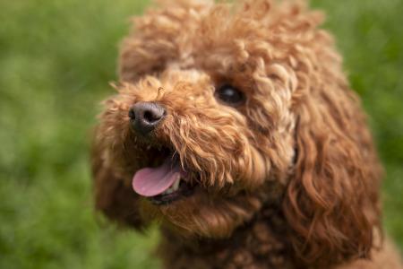Por serem cães híbridos de primeira ou segunda geração, não há garantia genética de que o filhote herdará apenas as melhores características dos pais