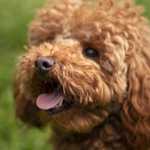 A febre dos 'Doodles': o que você precisa saber antes de ter um cão de raça mista