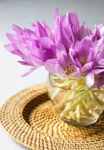 Violetas africanas