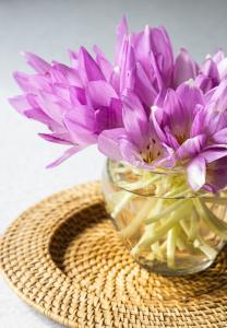 Violetas africanas