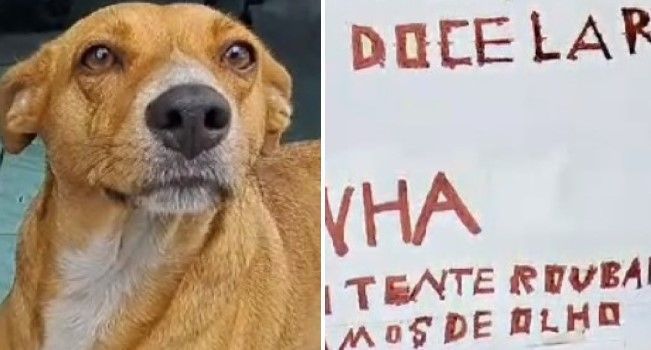Vídeo: vira-lata caramelo é adotada por moradores de BH e tem casa acorrentada em poste: ‘Não tente roubar’