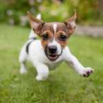 Cachorros de raça têm a saúde mais frágil que os vira-latas?