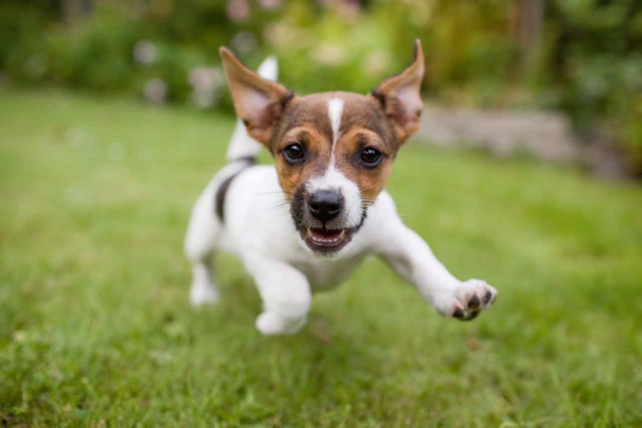 Reação alérgica em cachorro: como identificar e quando se preocupar