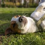 A companhia de pets pode ajudar na saúde do coração dos tutores, sugerem estudos; entenda