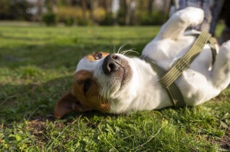 Caso tutor tenha dificuldades para escovar os dentes do pet, pode recorrer a alternativas complementares, mas sempre sob orientação veterinária