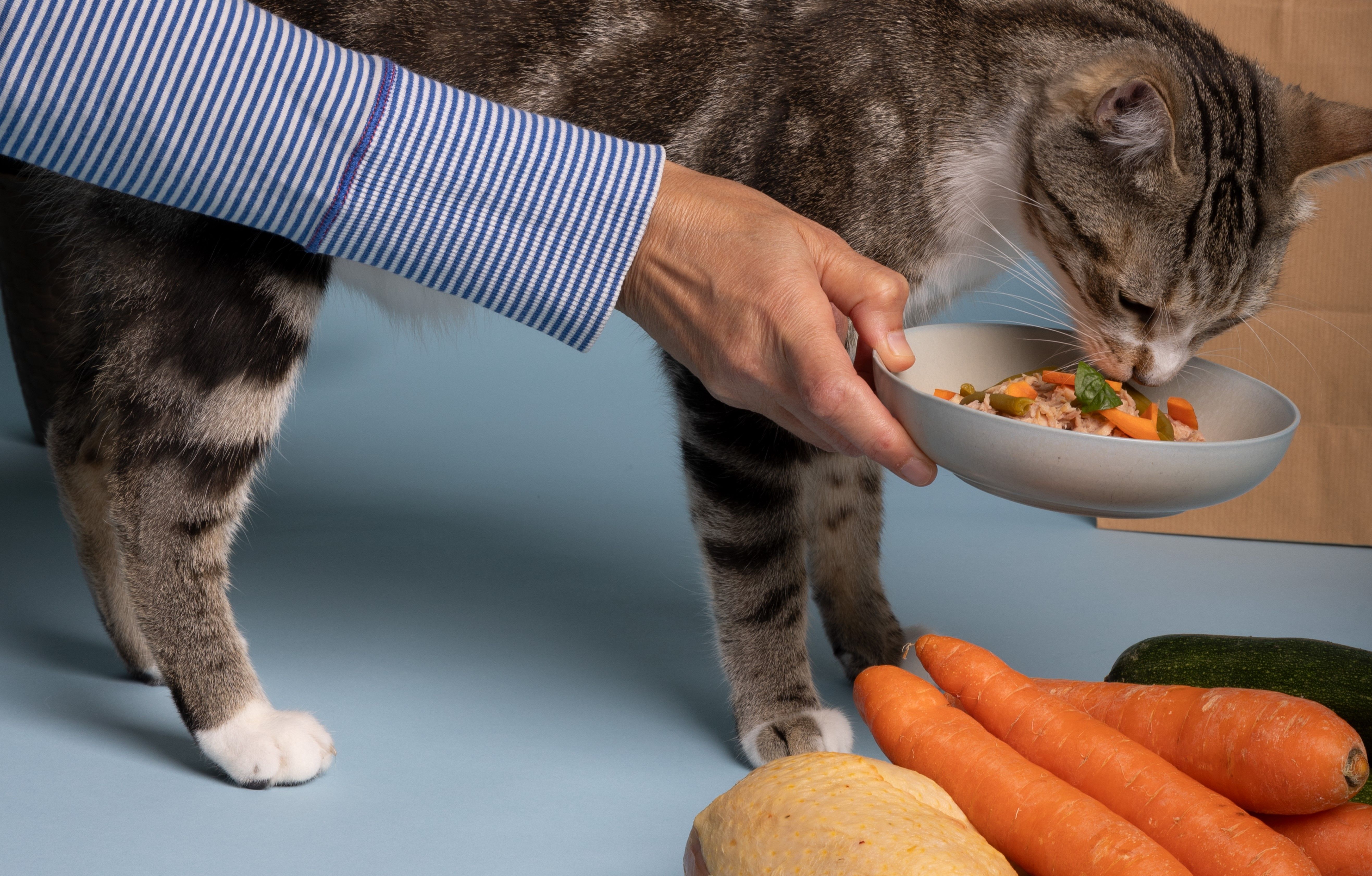 Troca de ração do pet deve ser feita de forma gradual e sem forçar; saiba por quê