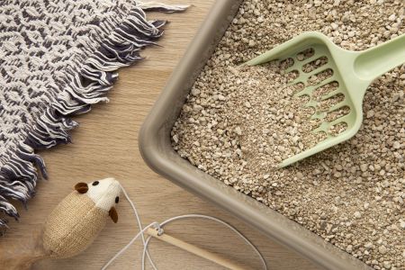 Cada gato é único, e o tempo de adaptação pode variar, mas com paciência e atenção às necessidades do felino, a transição para uma nova areia pode ser tranquila