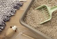 Tem dois gatos em casa? Veterinária explica quantas caixas de areia você realmente precisa