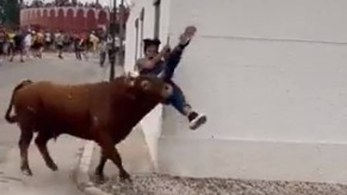 Vídeo: mulher distrai com celular e é atropelada por touro na Espanha