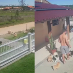 Câmeras registram fuga de 18 lulus-da-pomerânia de canil em Santa Catarina