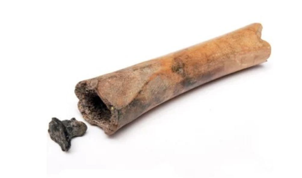Sementes alucinógenas do Império Romano são encontradas dentro de osso na Holanda