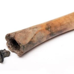 Sementes alucinógenas do Império Romano são encontradas dentro de osso na Holanda