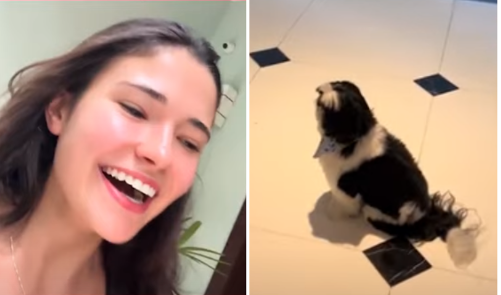 Vídeo: Petshop entrega cachorro errado para influencer e vira motivo de risada