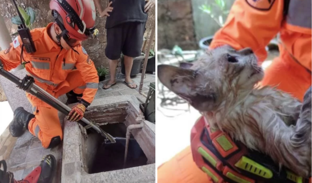 Gato cai em cisterna e sobrevive nadando por quatro horas em Uberaba, em Minas