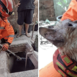 Gato cai em cisterna e sobrevive nadando por quatro horas em Uberaba, em Minas