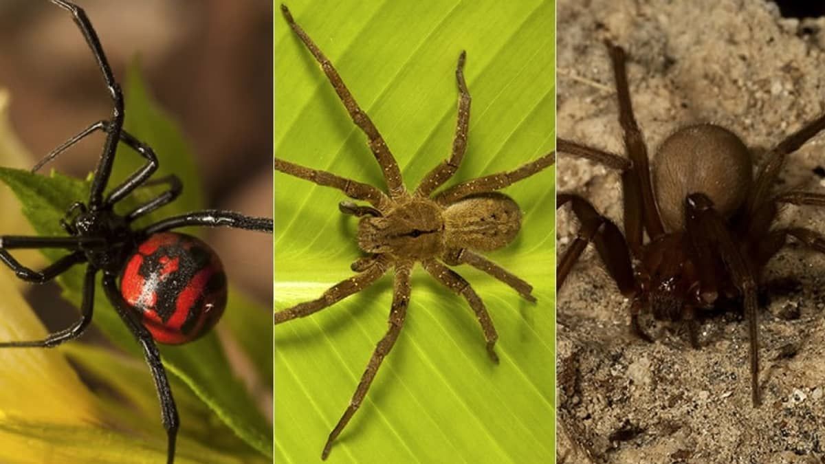 Viúva-Negra, Armadeira e Marrom: Pronto-Socorro de BH atende casos de aranhas mais venenosas do Brasil
