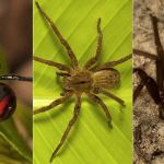 Viúva-Negra, Armadeira e Marrom: Pronto-Socorro de BH atende casos de aranhas mais venenosas do Brasil