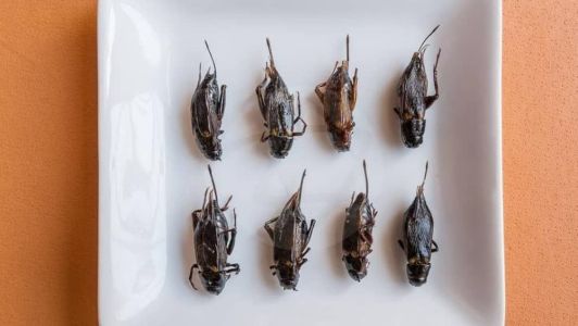 Você comeria insetos?