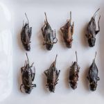 Você comeria insetos? Veja o que os brasileiros respondem