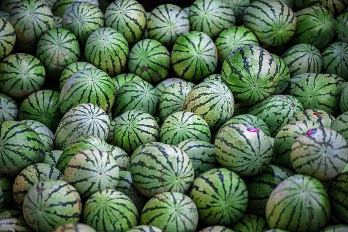 Drogas estavam disfarçadas de melancia