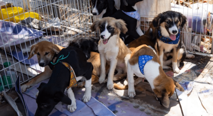 Cachorros vira-latas durante feira de adoção em Belo Horizonte