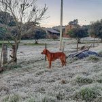 Previsão do tempo: em alerta laranja, Rio Grande do Sul deve ter geada e 0 °C nesta quarta-feira (15)
