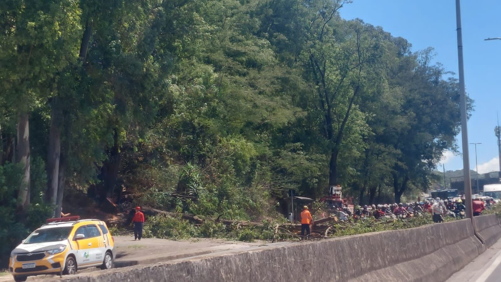 Derrubada de árvore gera congestionamento de 3 km na Av. Nossa Senhora do Carmo, em BH