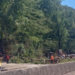 Derrubada de árvore gera congestionamento de 3 km na Av. Nossa Senhora do Carmo, em BH