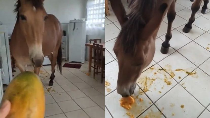 Vídeo: Mula invade cozinha para comer manga no interior de SP e viraliza nas redes sociais