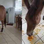 Vídeo: Mula invade cozinha para comer manga no interior de SP e viraliza nas redes sociais