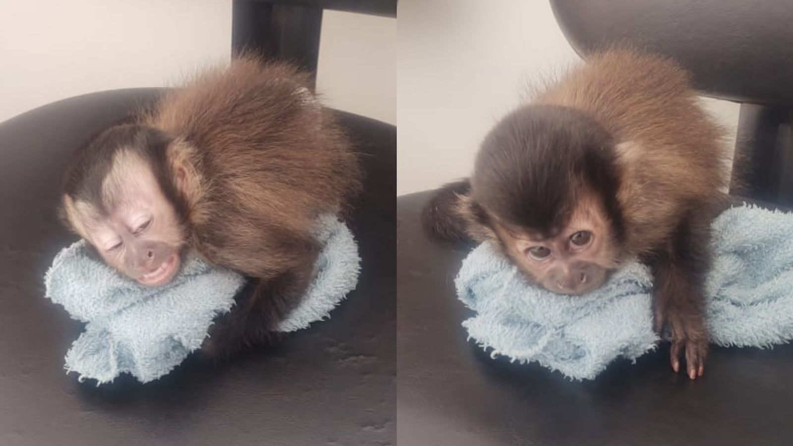 Homem é preso por manter filhote de macaco-prego em cativeiro em Barbacena