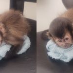 Homem é preso por manter filhote de macaco-prego em cativeiro em Barbacena