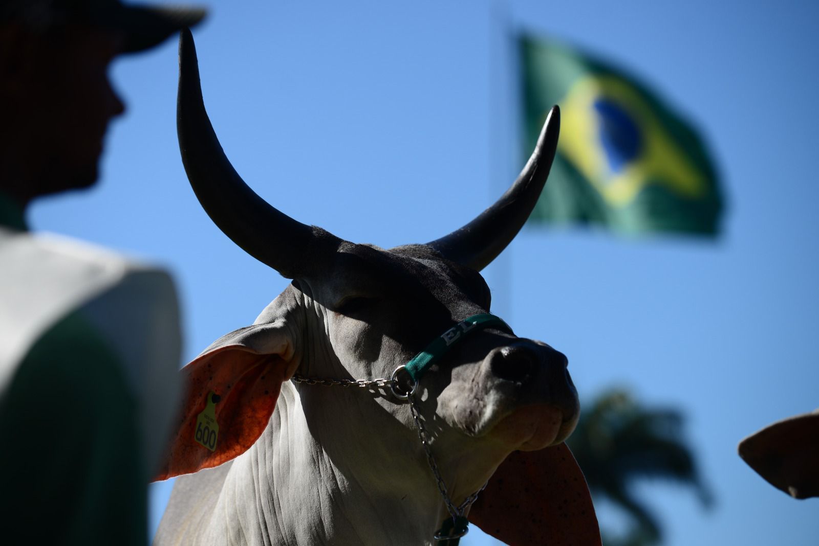 Brasil amplia portfólio de exportação de material genético para o Peru