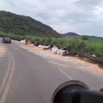 BR-381 é completamente interditada para remoção de carreta acidentada; veja impactos