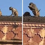 Vídeo: macaco exige 'suborno' em troca de celular roubado em templo na Índia