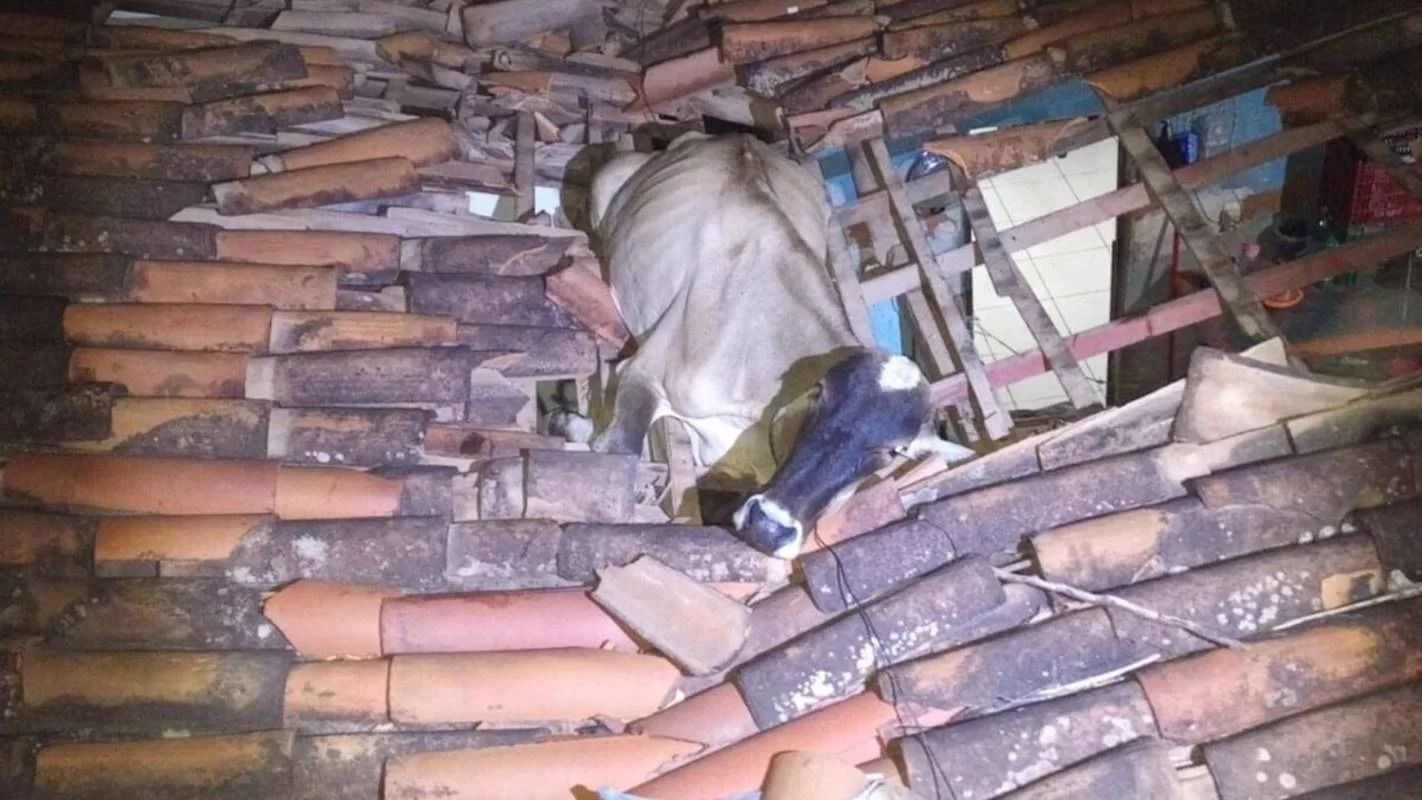Vídeo: vaca cai e fica presa em telhado de casa no Ceará no meio da madrugada