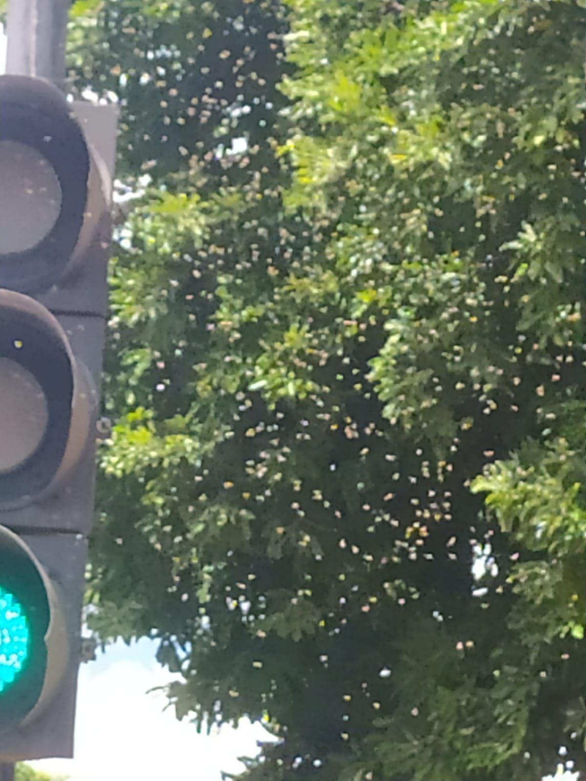 Enxame de abelhas assusta foliões que se concentravam na região Centro-Sul de BH